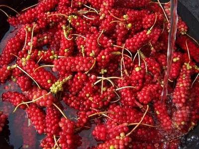 SCHISANDRA ROSE Elixir | Quintessence of Tonic Herbs