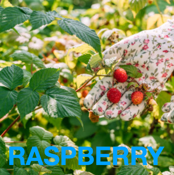 NEW MAMA a Potent, Functional & Delicious Chocolate Bar