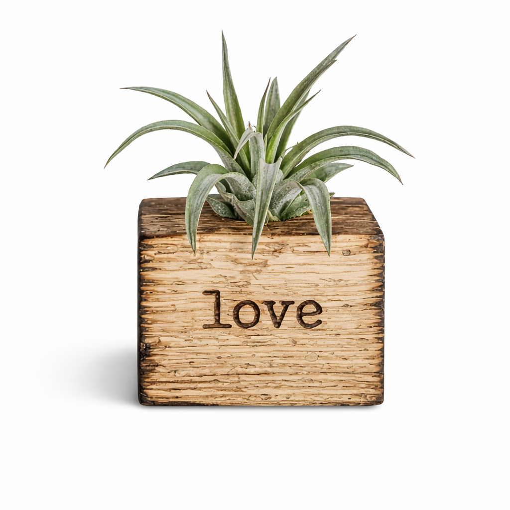 Spiritual Whiskey - Salvaged Wood Air Plant Holder – Engraved Planter Block
