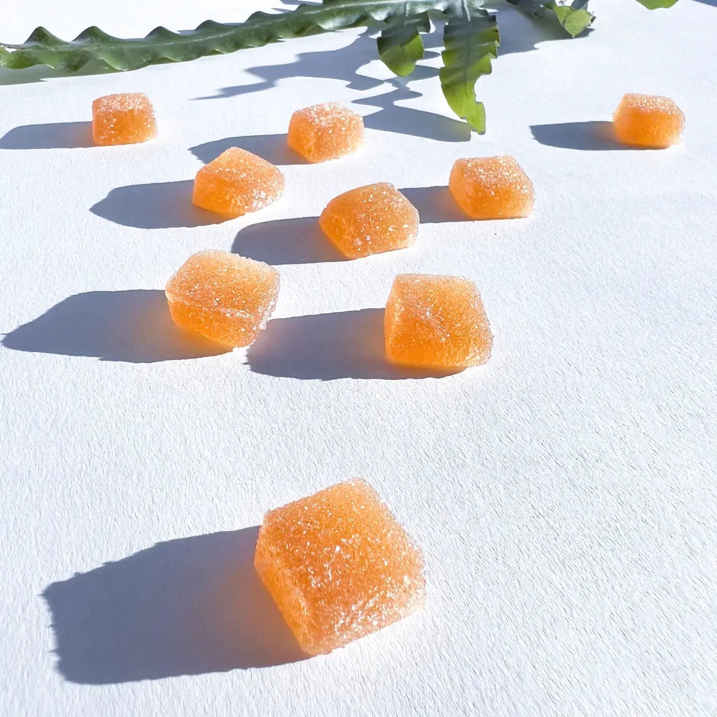 Concentrate Mushroom Gummies (5) / Vegan Supplement / Focus